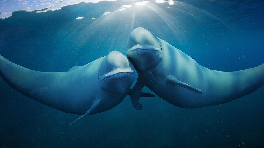 Watch Our Oceans | Netflix Official Site
